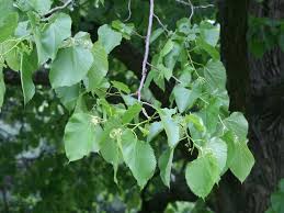 Attēlu rezultāti vaicājumam “Tilia americana”