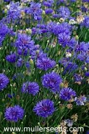 Image result for Centaurea cyanus
