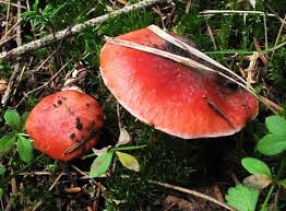 Attēlu rezultāti vaicājumam “Gomphidius roseus”