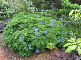 Attēlu rezultāti vaicājumam “Corydalis”