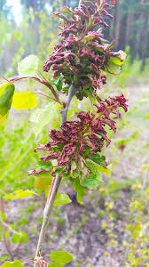 Attēlu rezultāti vaicājumam “Thecabius affinis”