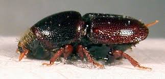 Attēlu rezultāti vaicājumam “Scolytus scolytus, Scolytus multistriatus”