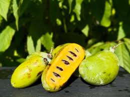 Attēlu rezultāti vaicājumam “Chrysosplenium alternifolium fruit”