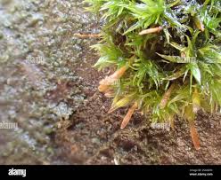 Attēlu rezultāti vaicājumam “Ulota crispa sporophyte”