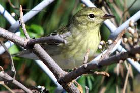 Image result for Dendroica striata