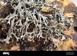 Attēlu rezultāti vaicājumam “Pseudevernia furfuracea”