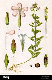 Attēlu rezultāti vaicājumam “Silene otites fruit”