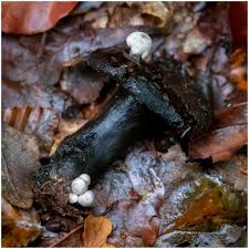 Attēlu rezultāti vaicājumam “Arcyria minuta stalked”