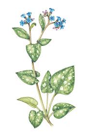 Attēlu rezultāti vaicājumam “Pulmonaria officinalis”