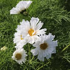 Image result for Cosmos bipinnatus `Double Click`