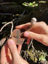 Attēlu rezultāti vaicājumam “Porphyrellus porphyrosporus”