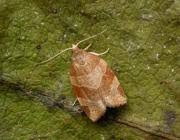 Attēlu rezultāti vaicājumam “Pandemis cinnamomeana female”