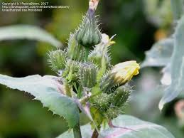 Attēlu rezultāti vaicājumam “Sonchus oleraceus bud”