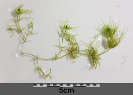 Attēlu rezultāti vaicājumam “Chara contraria”