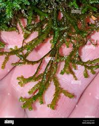 Attēlu rezultāti vaicājumam “Jungermanniopsida”