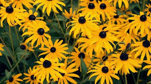 Attēlu rezultāti vaicājumam “Rudbeckia hirta var. pulcherrima flower”