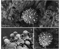 Attēlu rezultāti vaicājumam “Octospora humosa”