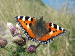 Image result for Small Tortoiseshell