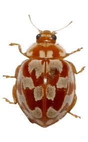 Attēlu rezultāti vaicājumam “Myrrha octodecimguttata”