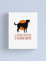 Attēlu rezultāti vaicājumam “Canis lupus familiaris”