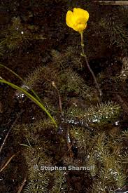 Attēlu rezultāti vaicājumam “Utricularia intermedia bud”