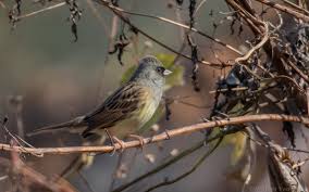 Image result for Emberiza spodocephala