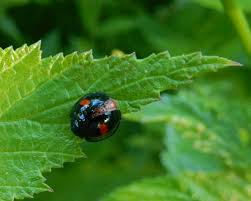 Attēlu rezultāti vaicājumam “Chilocorus renipustulatus”