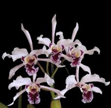 Attēlu rezultāti vaicājumam “Dicranella crispa”