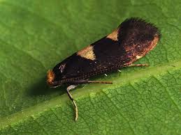 Attēlu rezultāti vaicājumam “Incurvaria oehlmanniella”