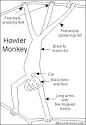 Howler Monkey Printout- EnchantedLearning.