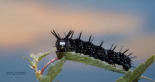 Attēlu rezultāti vaicājumam “Inachis io underside”