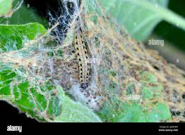 Attēlu rezultāti vaicājumam “Yponomeuta malinellus / cagnagella larva”