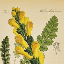 Attēlu rezultāti vaicājumam “Pedicularis sceptrum-carolinum leaf”