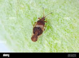 Attēlu rezultāti vaicājumam “Physatocheila smreczynskii”