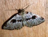 Attēlu rezultāti vaicājumam “Xanthorhoe designata”