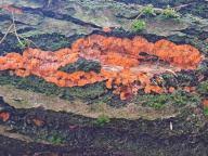 Attēlu rezultāti vaicājumam “Pachyphloeus melanoxanthus”