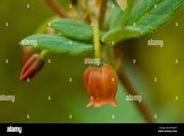 Attēlu rezultāti vaicājumam “Menziesia ferruginea”