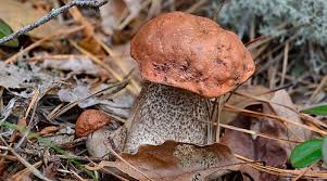 Attēlu rezultāti vaicājumam “Leccinum versipelle”