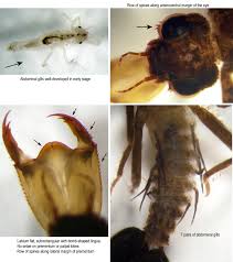 Attēlu rezultāti vaicājumam “Diderma umbilicatum macro”