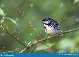 Image result for Dendroica striata