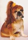 Gallery 44 – Dog Hair « Funny Dogs Photo, Video and books