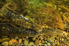 Image result for Petromyzon marinus