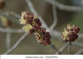 Attēlu rezultāti vaicājumam “Fraxinus excelsior bud”