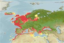 Image result for Alosa fallax