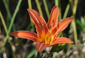 Attēlu rezultāti vaicājumam “Hemerobius perelegans”