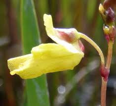 Attēlu rezultāti vaicājumam “Utricularia minor bud”
