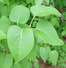 Attēlu rezultāti vaicājumam “Syringa vulgaris fruit”