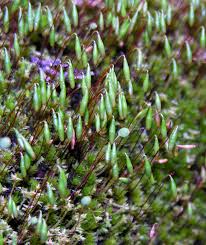 Attēlu rezultāti vaicājumam “Bryum moravicum”