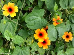 Image result for Thunbergia alata