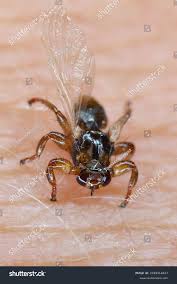 Attēlu rezultāti vaicājumam “Lipoptena cervi”